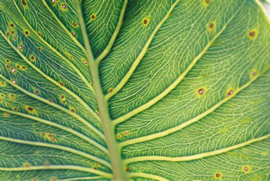 Leaf