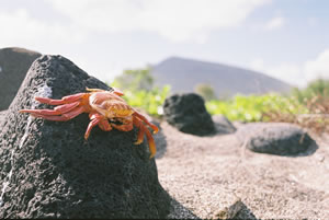 Sally light foot crab