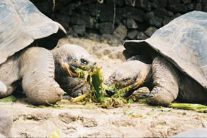 Giant tortoises