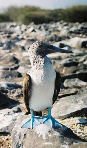 Blue footed booby