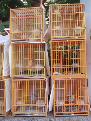 Bird cages