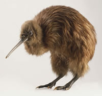 Kiwi bird